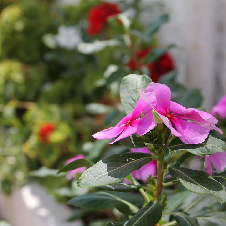 Okyanus Hotel Bodrum Dış mekan fotoğraf
