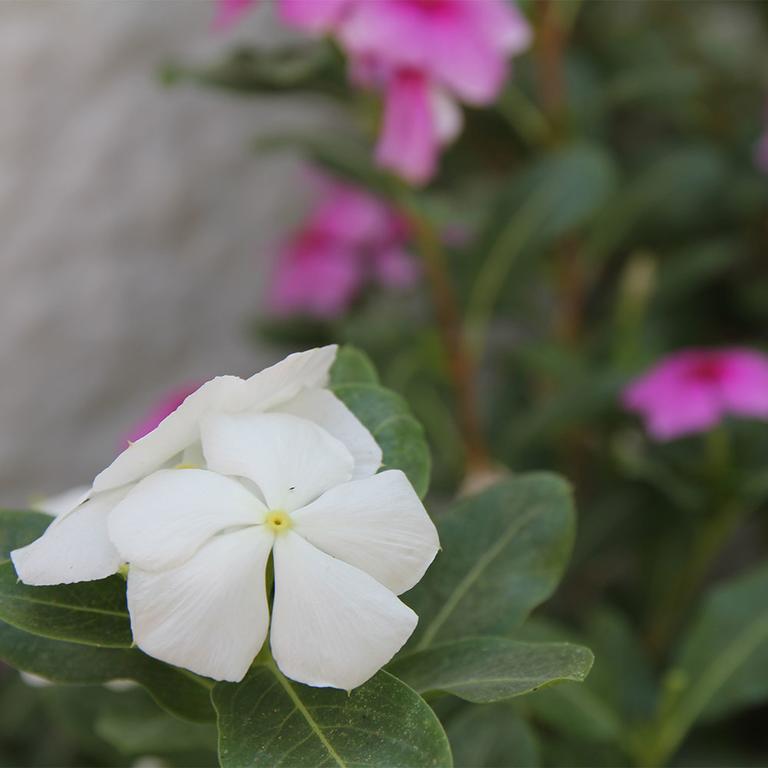 Okyanus Hotel Bodrum Dış mekan fotoğraf